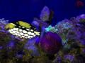 Reef aquarium for sale    -  15,000