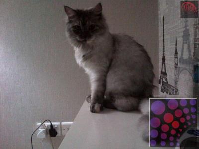 Persian cat for adoption