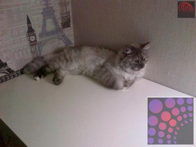 Persian cat for adoption