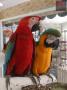 bebek macaw & moluccan & sülfür kakadu çeşitleri geldi.