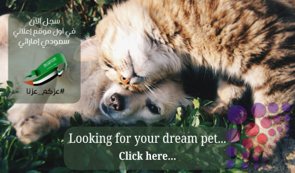 شركة تسويق على الإنترنت في دبي